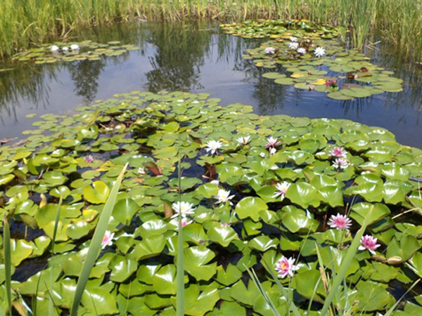 Biológiai szennyvíztisztítás